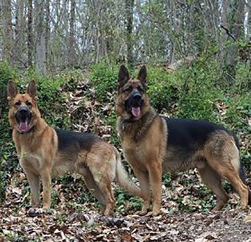 Two happy German Shepherds from Nature's Logic dog food testimonial.