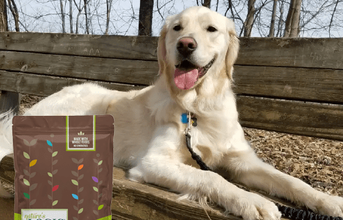 Happy dog for Nature's Logic dog food testimonial.