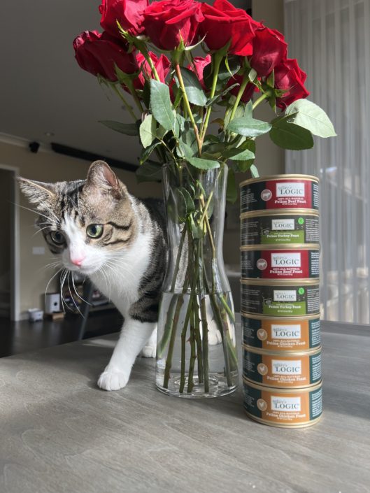 yoyo-cat-pet-of-the-month