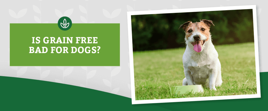 Is Grain Free Bad For Dogs