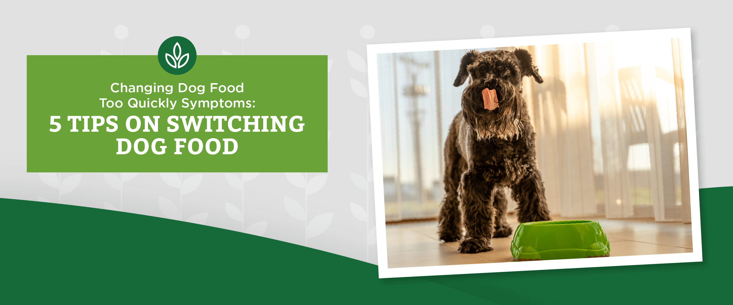 Symptoms of changing your dog’s food too quickly.