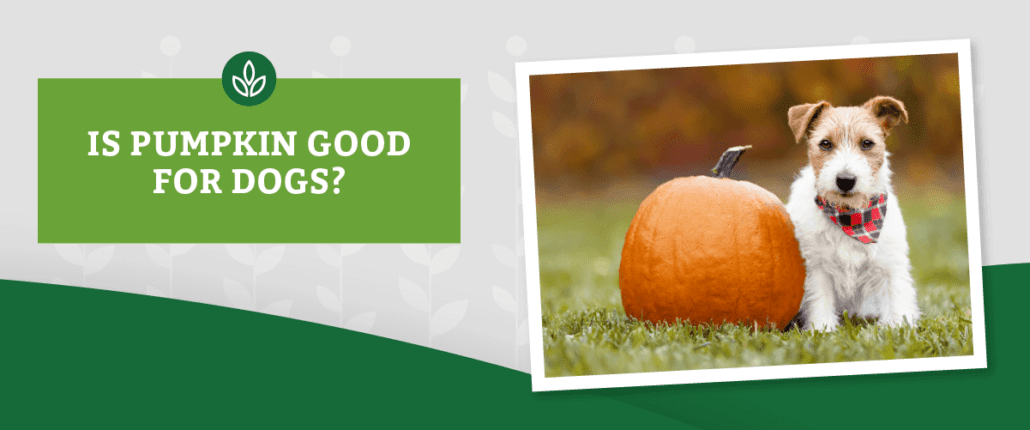 Is Pumpkin Good For Dogs   NL Blog Images Pumpkin Header PumpkincDog 1030x430 