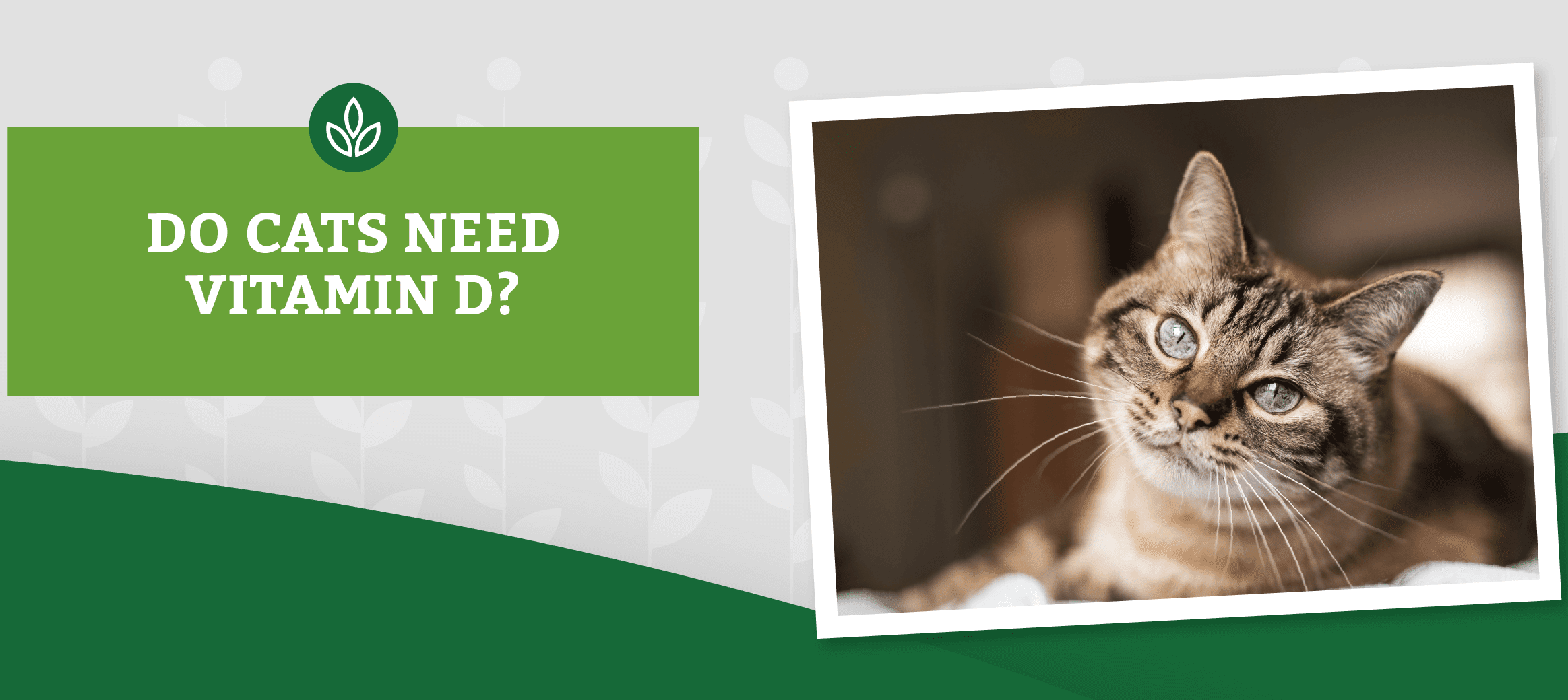 Do Cats Need Vitamin D? Vitamin D for Cats Nature's Logic