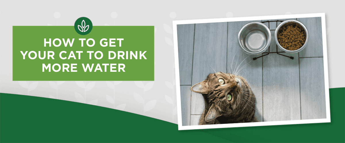 HOW TO GET YOUR CAT TO DRINK MORE WATER
