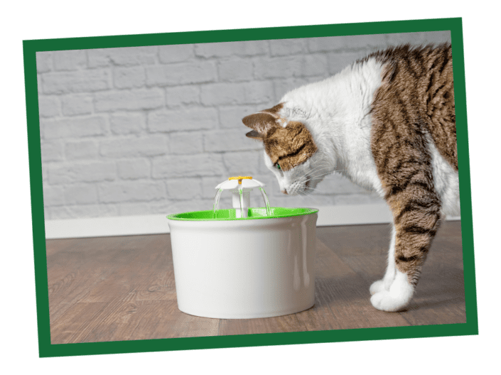 NL_Blog-Images_Body_CatWater_1030x771