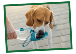 get your dog to drink more water