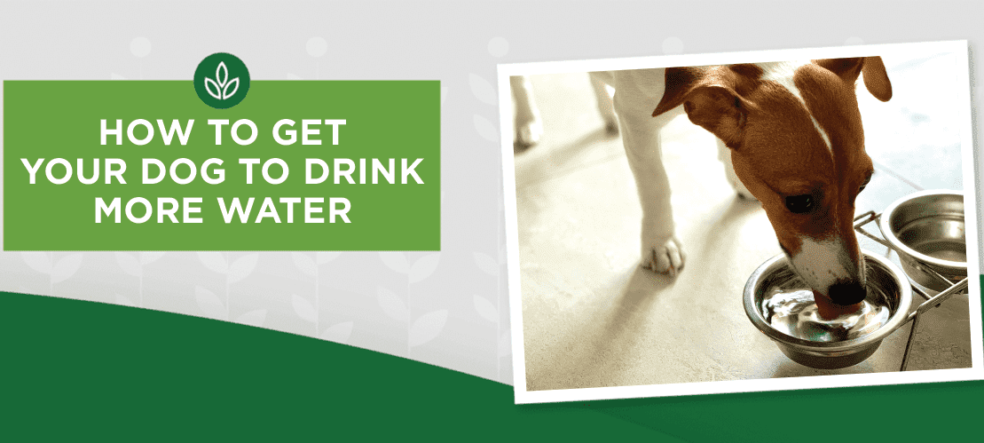 Dog Water Drink
