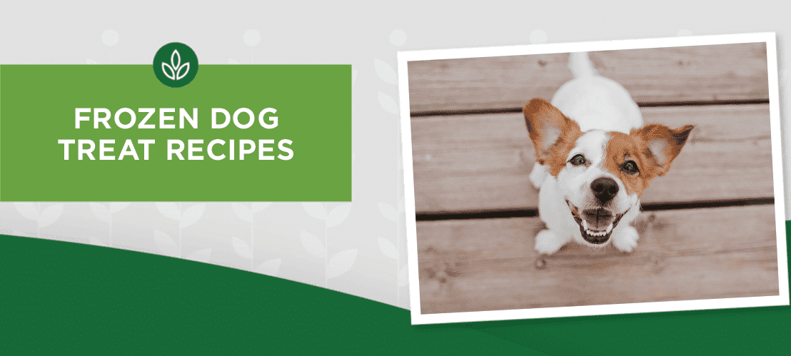 10 Easy and Healthy Frozen Treat Recipes For Dogs