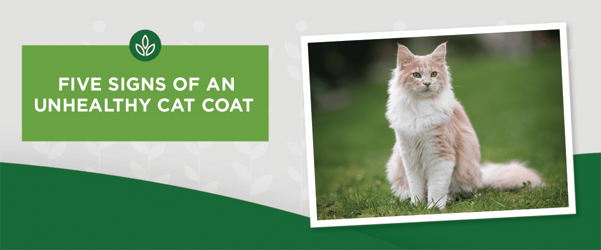 Five Signs of an Unhealthy Cat Coat