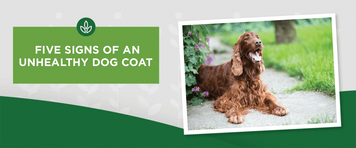 Five Signs of an Unhealthy Dog Coat