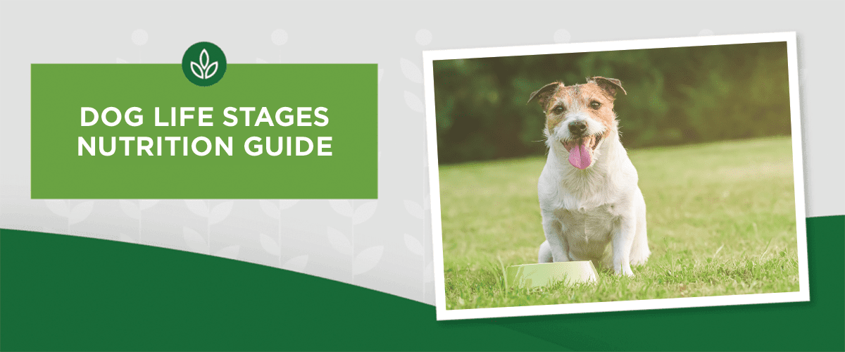 Dog Life Stages Nutrition Guide