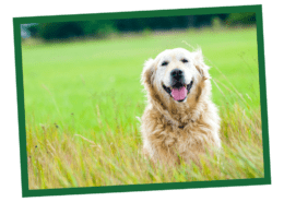 Dog Life Stages Nutrition Guide