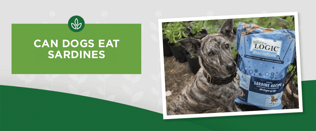 can dogs eat sardines?
