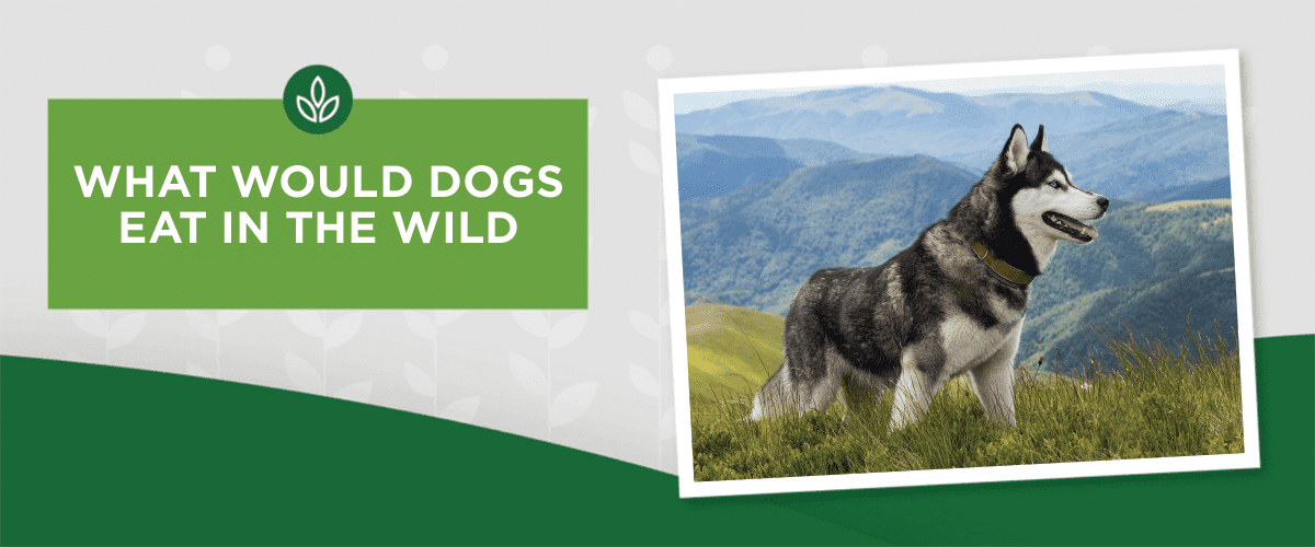 What Would Dogs Eat in the Wild?