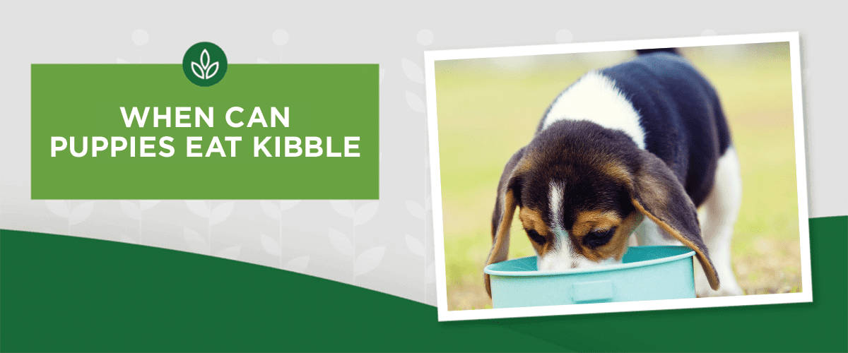 When Can Puppies Eat Kibble?