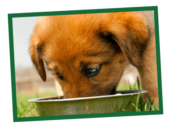 puppy eating nature's logic kibble
