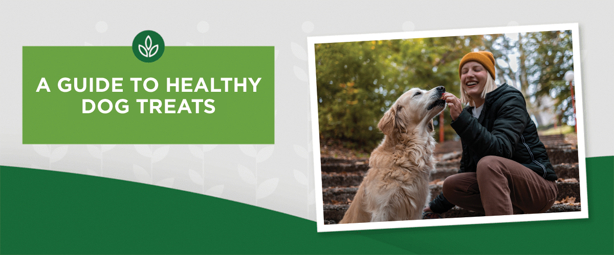 A Guide to Choosing Healthy Dog Treats
