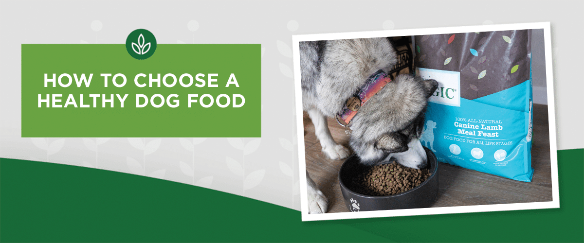 How to Choose a Healthy Dog Food