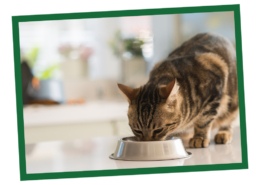 How to Choose a Healthy Cat Food