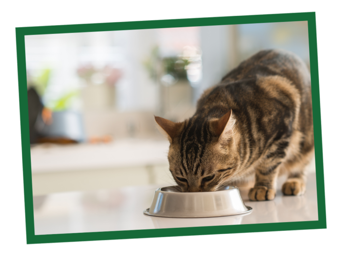 How to Choose a Healthy Cat Food