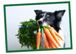 How to Choose a Healthy Dog Food