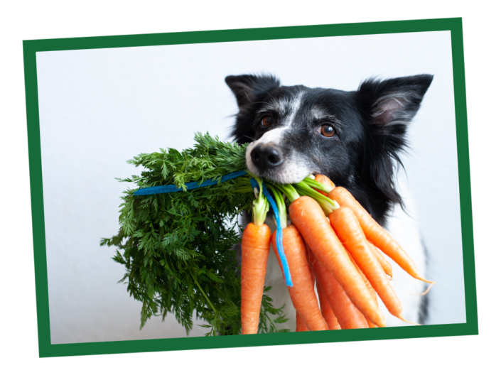How to Choose a Healthy Dog Food