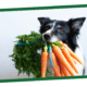 How to Choose a Healthy Dog Food